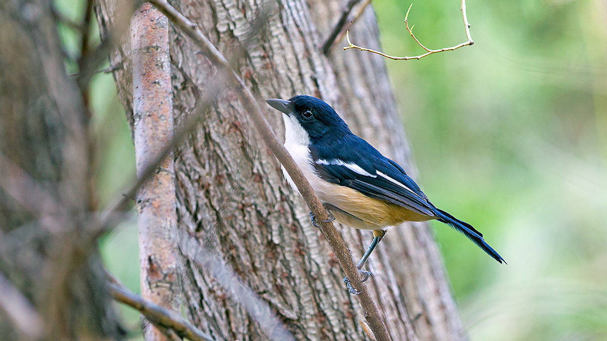 Southern Boubou [Laniarius ferrugineus natalensis]