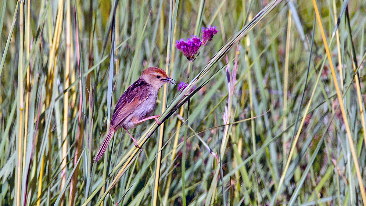 Levaillant's Cisticola [Cisticola tinniens tinniens]