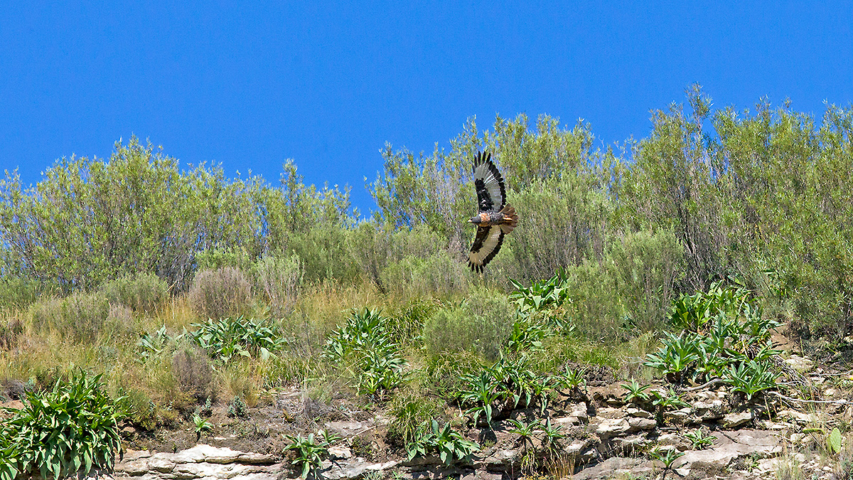 Jackal Buzzard [Buteo rufofuscus]