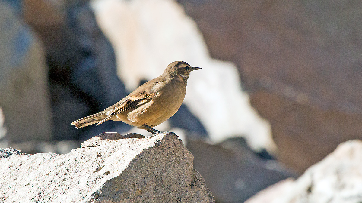 Buff-winged Cinclodes [Cinclodes fuscus]