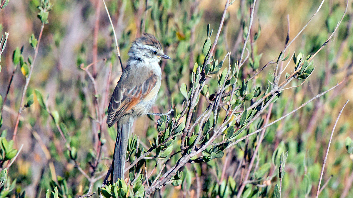 Plain-mantled Tit-Spinetail [Leptasthenura aegithaloides aegithaloides]
