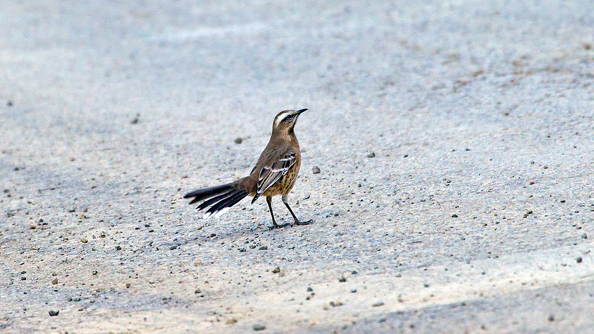 Chilean Mockingbird [Mimus thenca]