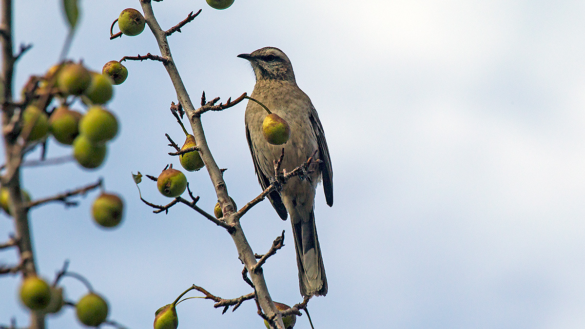 Chilean Mockingbird [Mimus thenca]