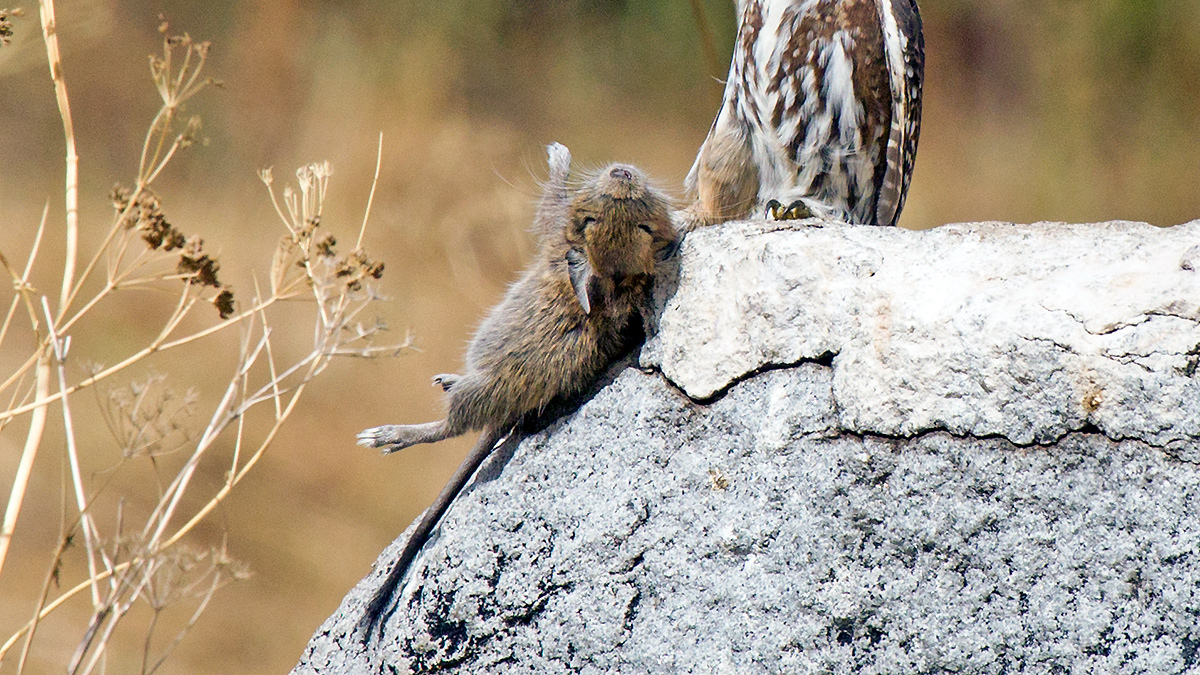 Common Degu [Octodon degus]