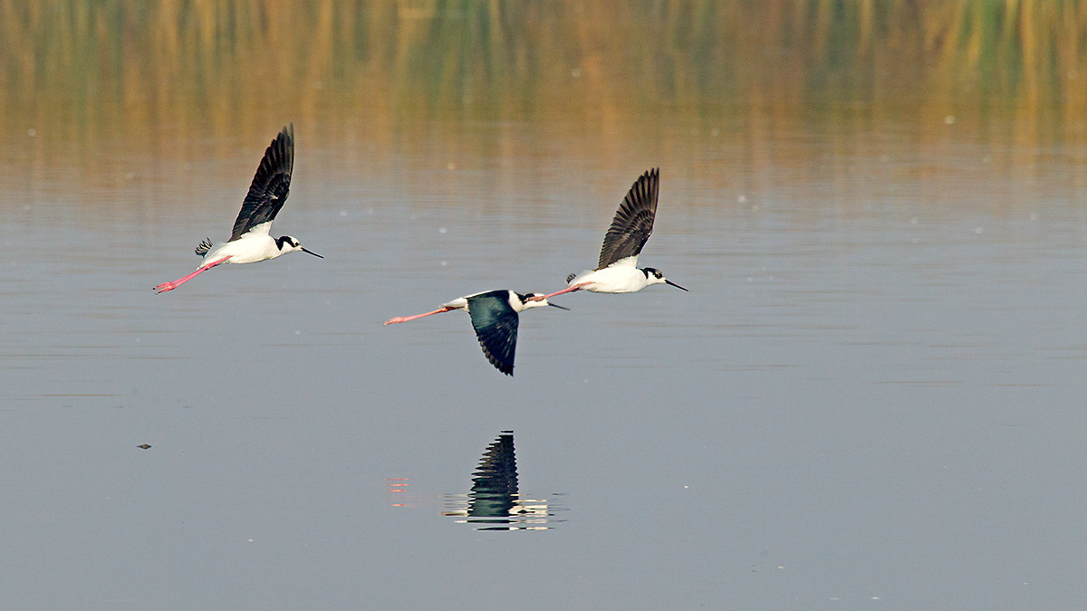 White-backed Stilt [Himantopus melanurus]