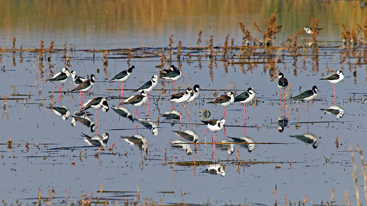 White-backed Stilt [Himantopus melanurus]