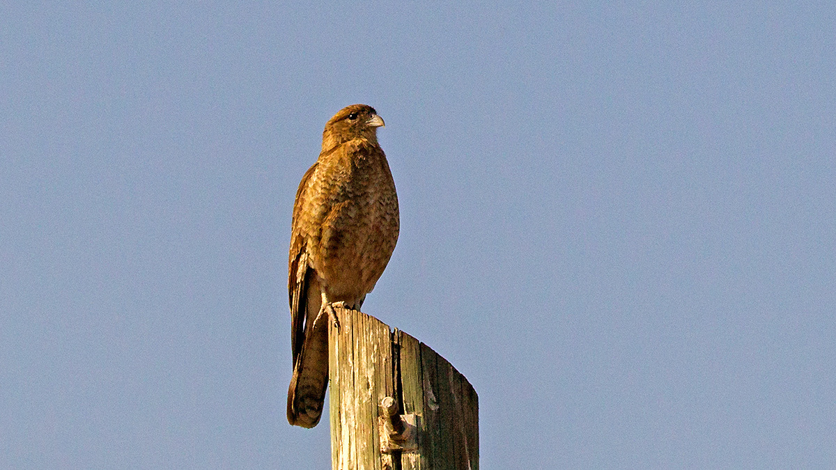 Chimango Caracara [Milvago chimango chimango]