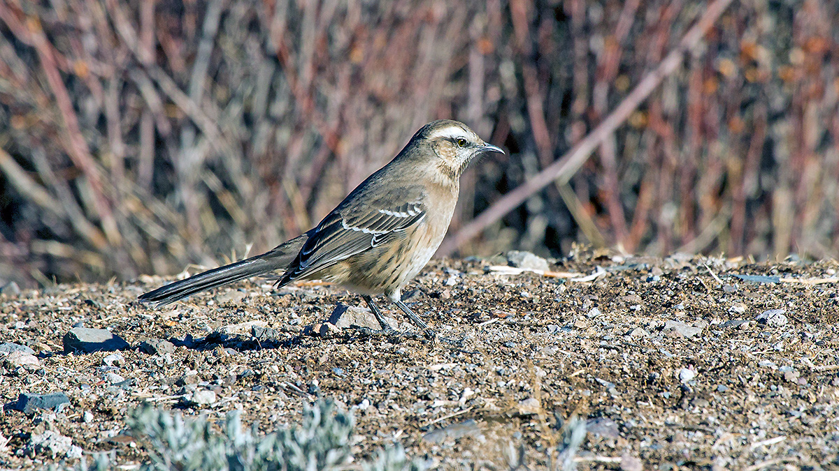 Chilean Mockingbird [Mimus thenca]