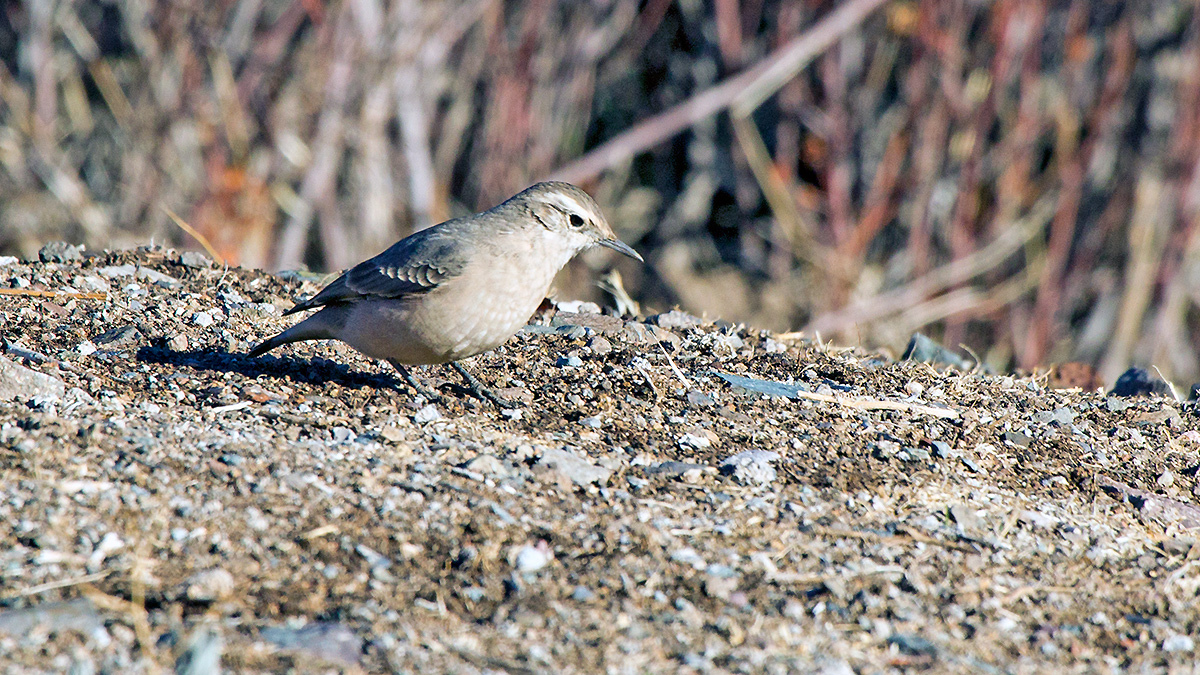 Rufous-banded Miner [Geositta rufipennis fasciata]