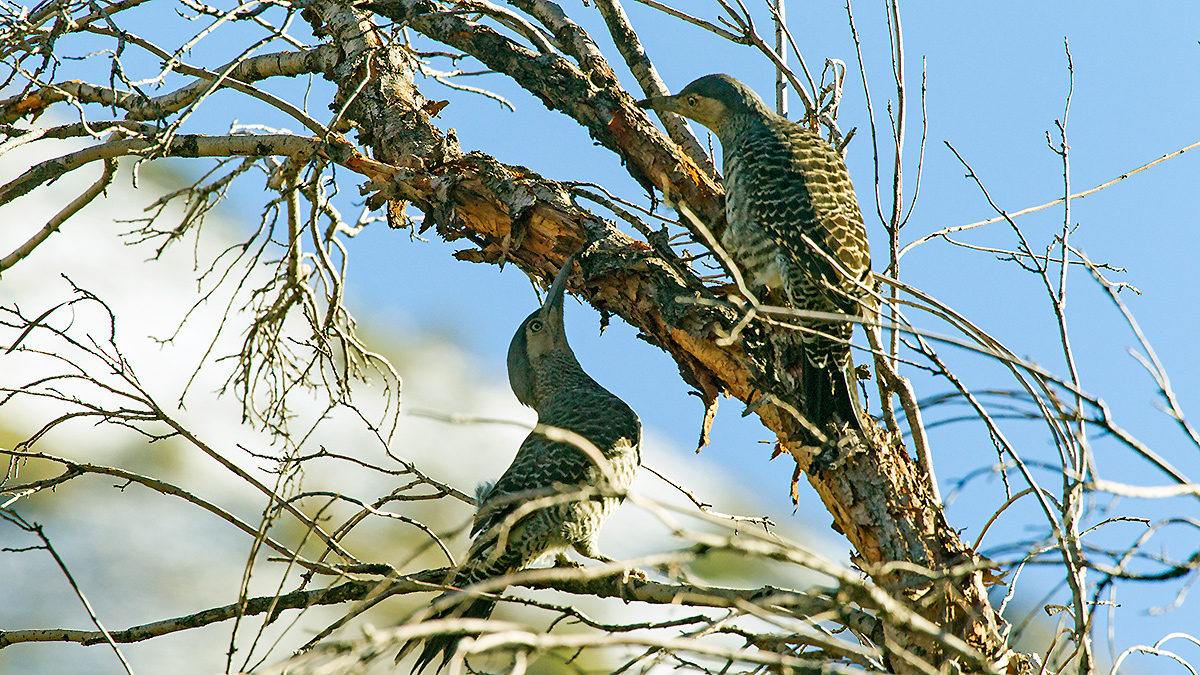 Chilean Flicker [Colaptes pitius]