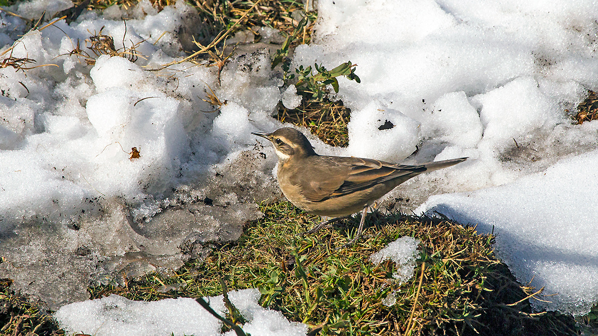 Buff-winged Cinclodes [Cinclodes fuscus]