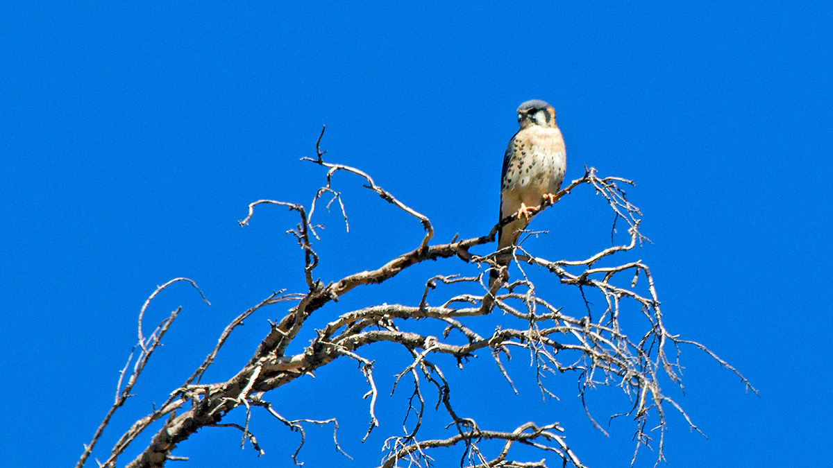 American Kestrel [Falco sparverius cinnamominus]