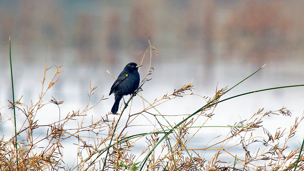 Yellow-winged Blackbird [Agelasticus thilius thilius]
