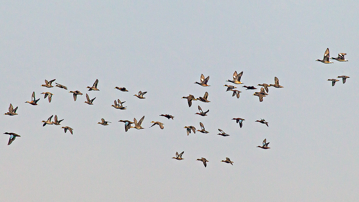 Mixed flock of ducks