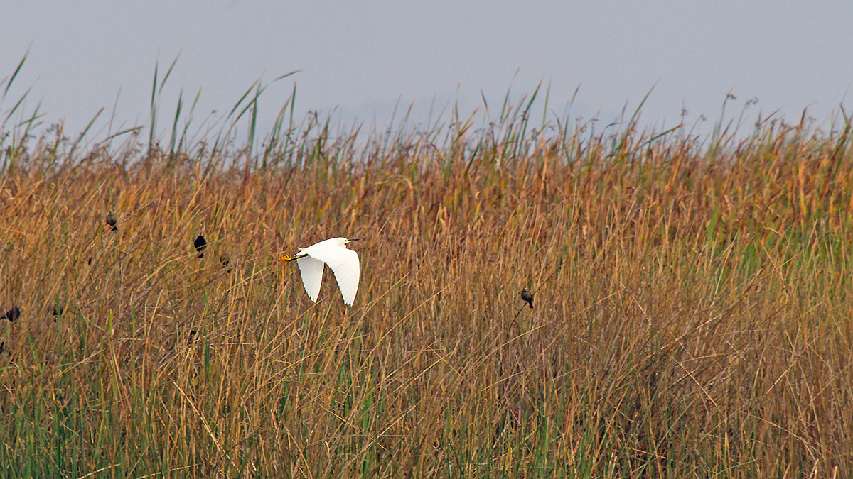 Snowy Egret [Egretta thula]