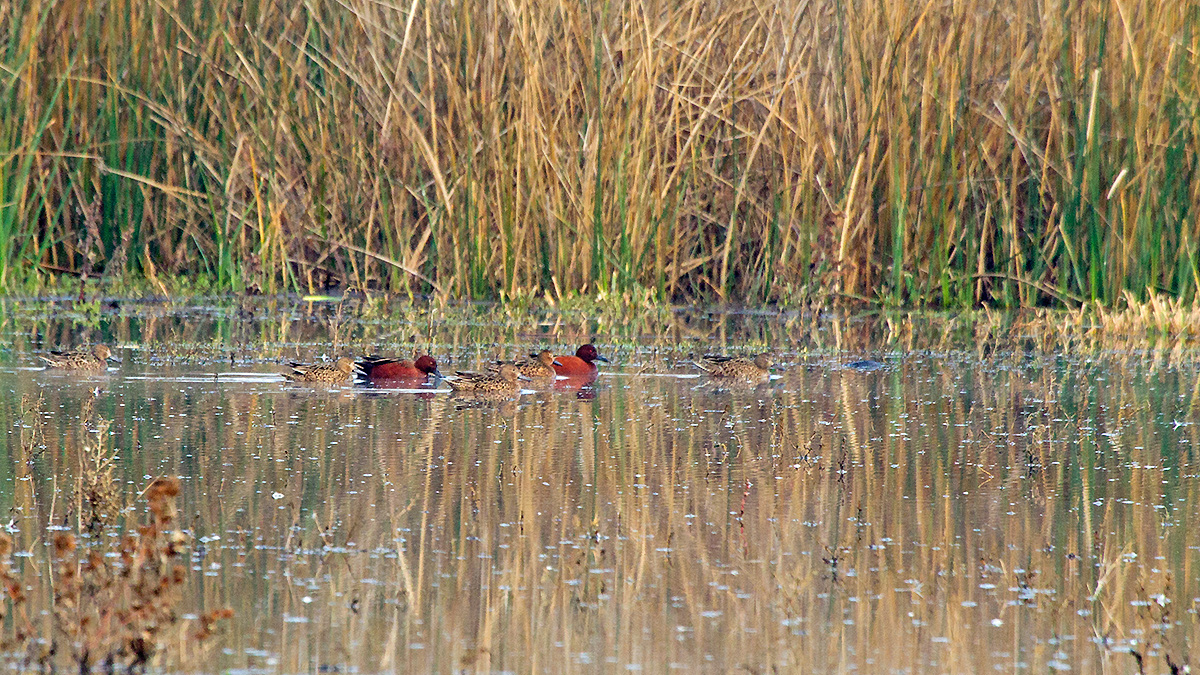 Cinnamon Teal [Anas cyanoptera cyanoptera]