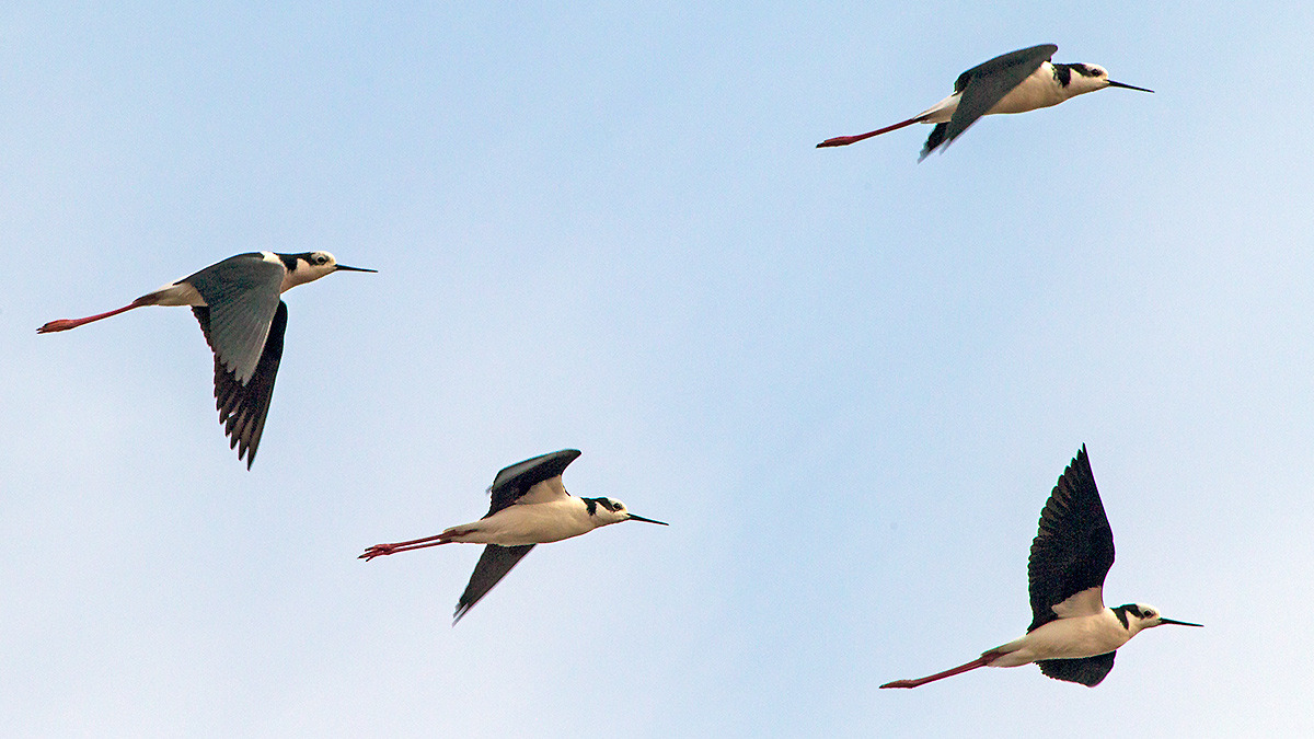 White-backed Stilt [Himantopus melanurus]