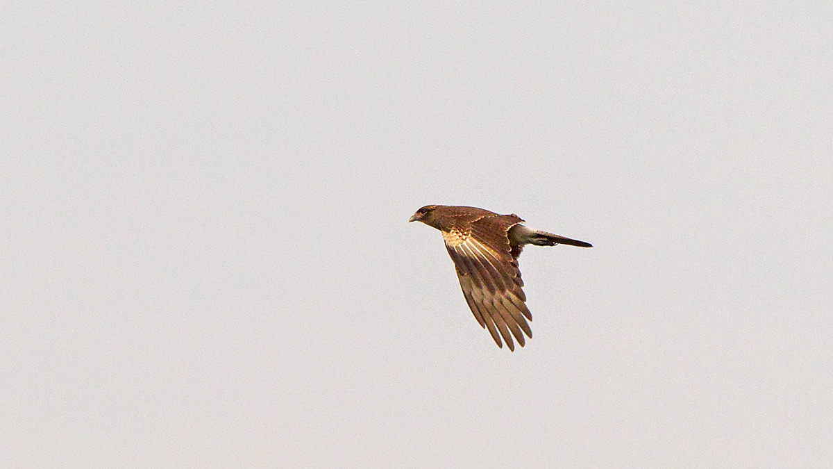 Chimango Caracara [Milvago chimango chimango]