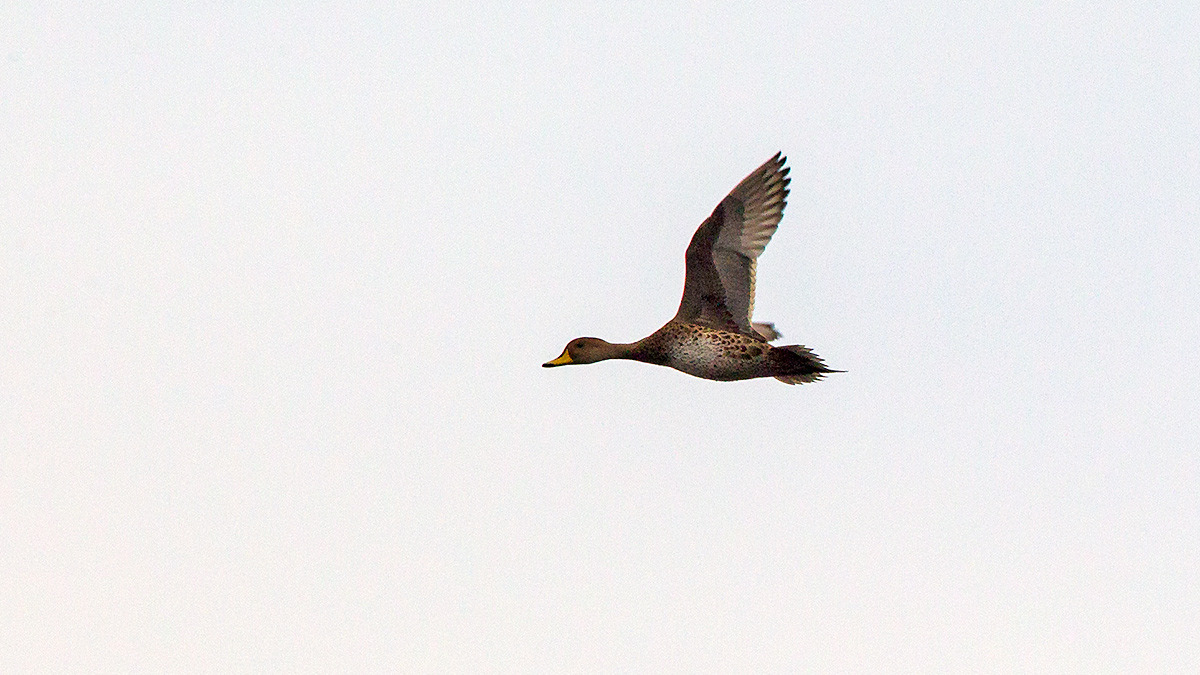 Yellow-billed Pintail [Anas georgica spinicauda]