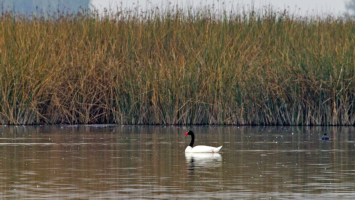 Black-necked Swan [Cygnus melancoryphus]