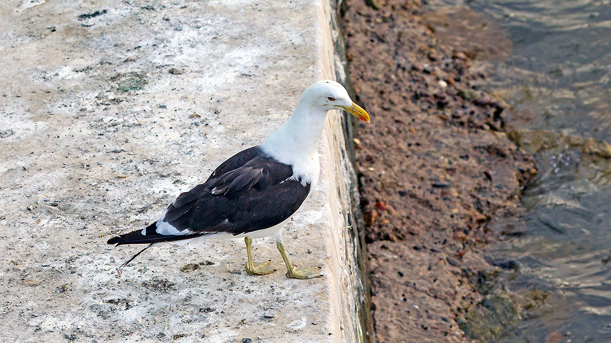 Kelp Gull [Larus dominicanus dominicanus]