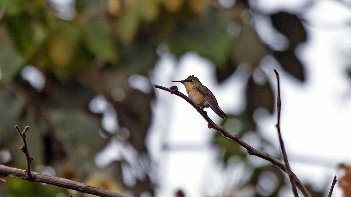 Peruvian Sheartail [Thaumastura cora]