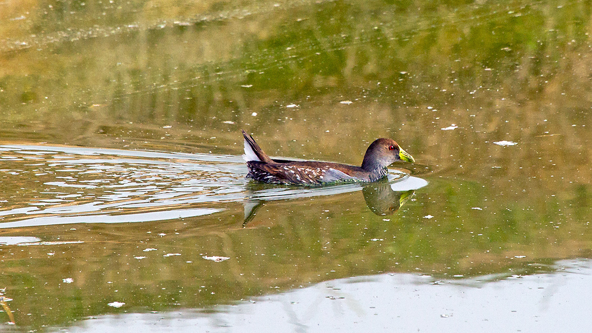 Spot-flanked Gallinule [Porphyriops melanops crassirostris]
