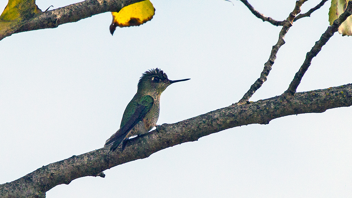 Green-backed Firecrown [Sephanoides sephaniodes]
