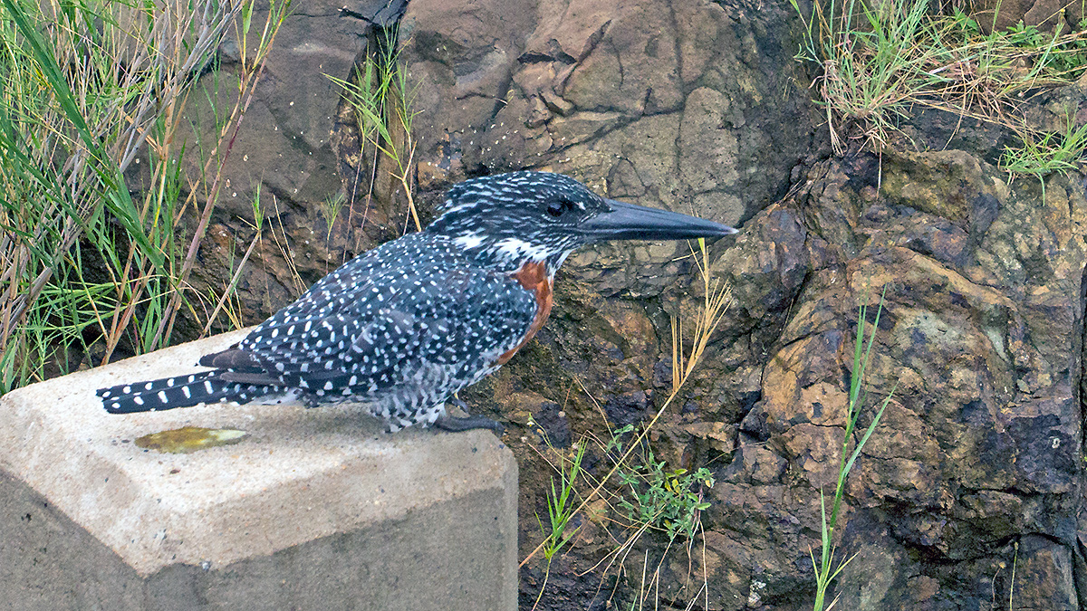 Giant Kingfisher [Megaceryle maxima]
