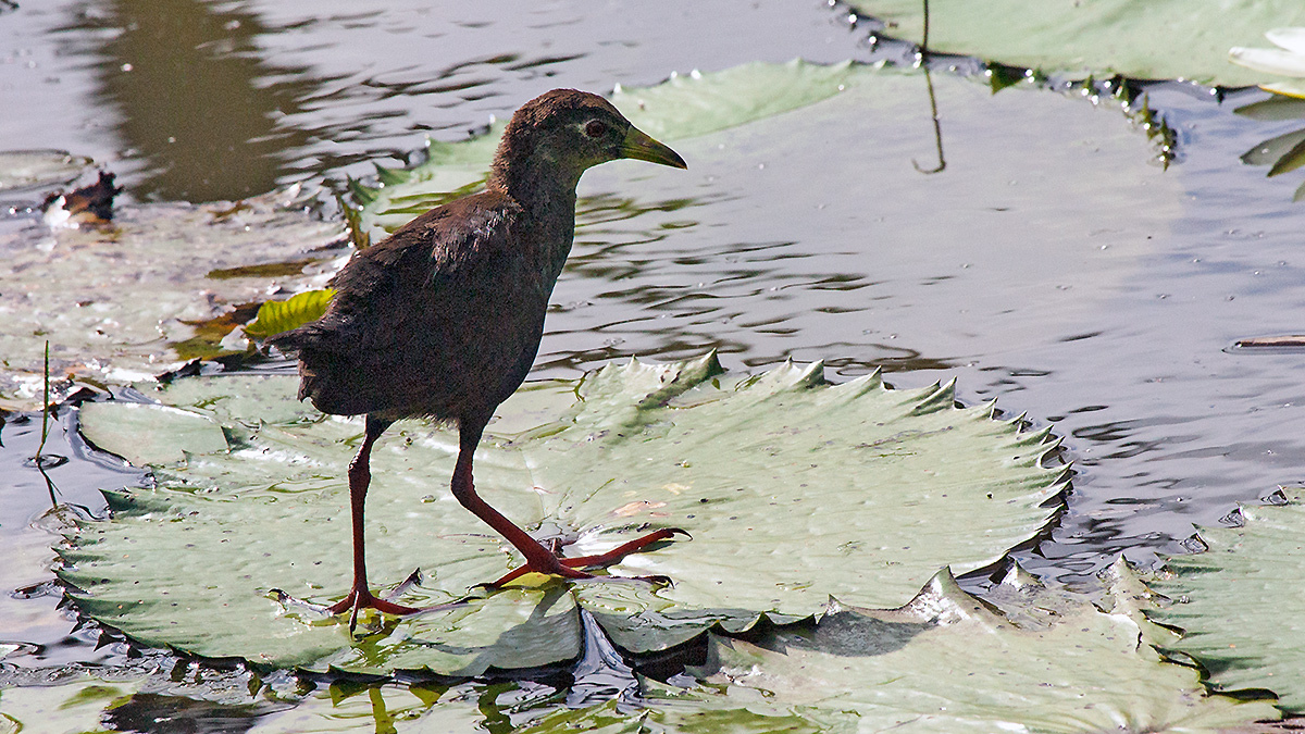 Black Crake [Zapornia flavirostra]