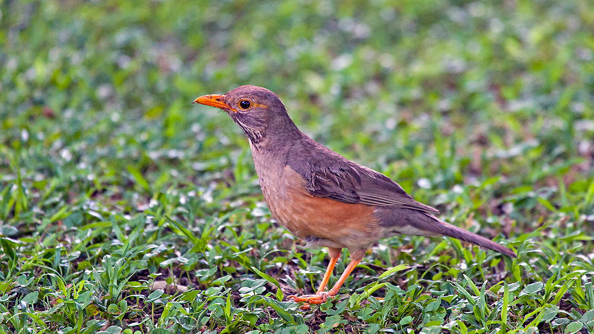Kurrichane Thrush [Turdus libonyana libonyana]