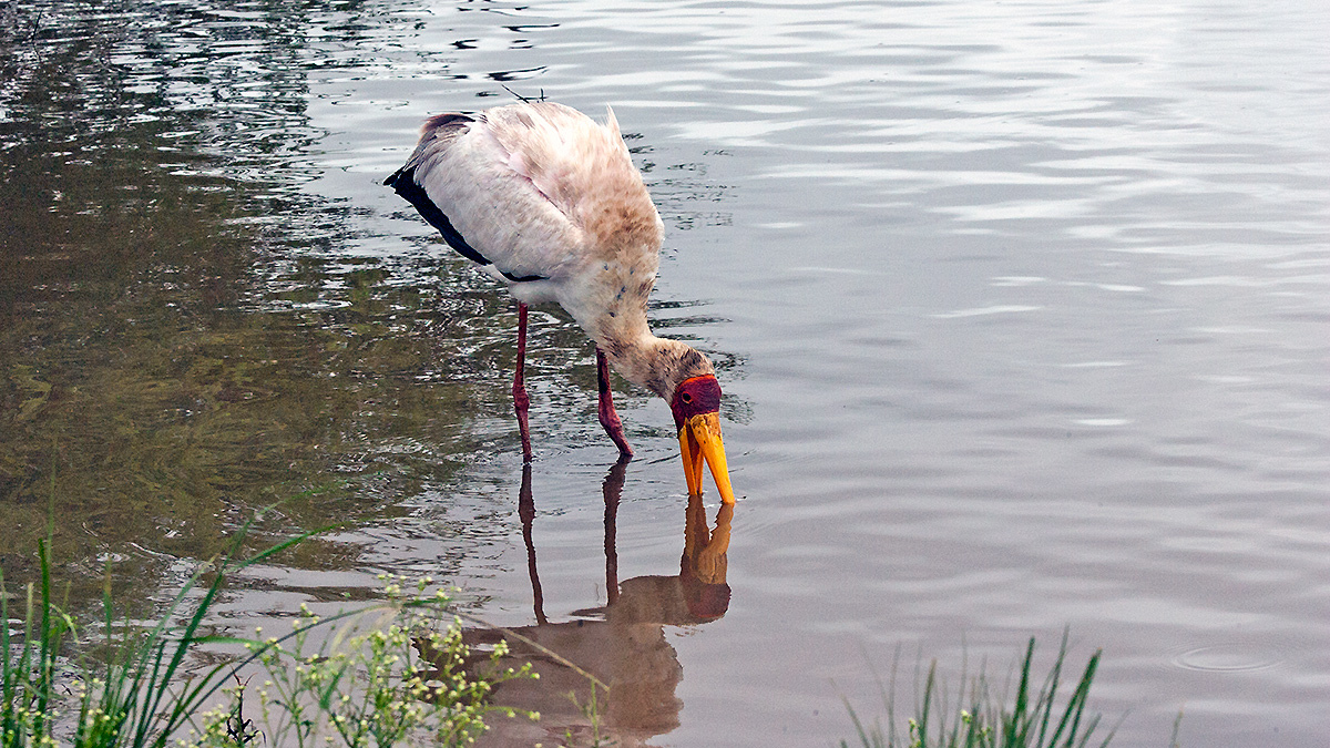Yellow-billed Stork [Mycteria ibis]