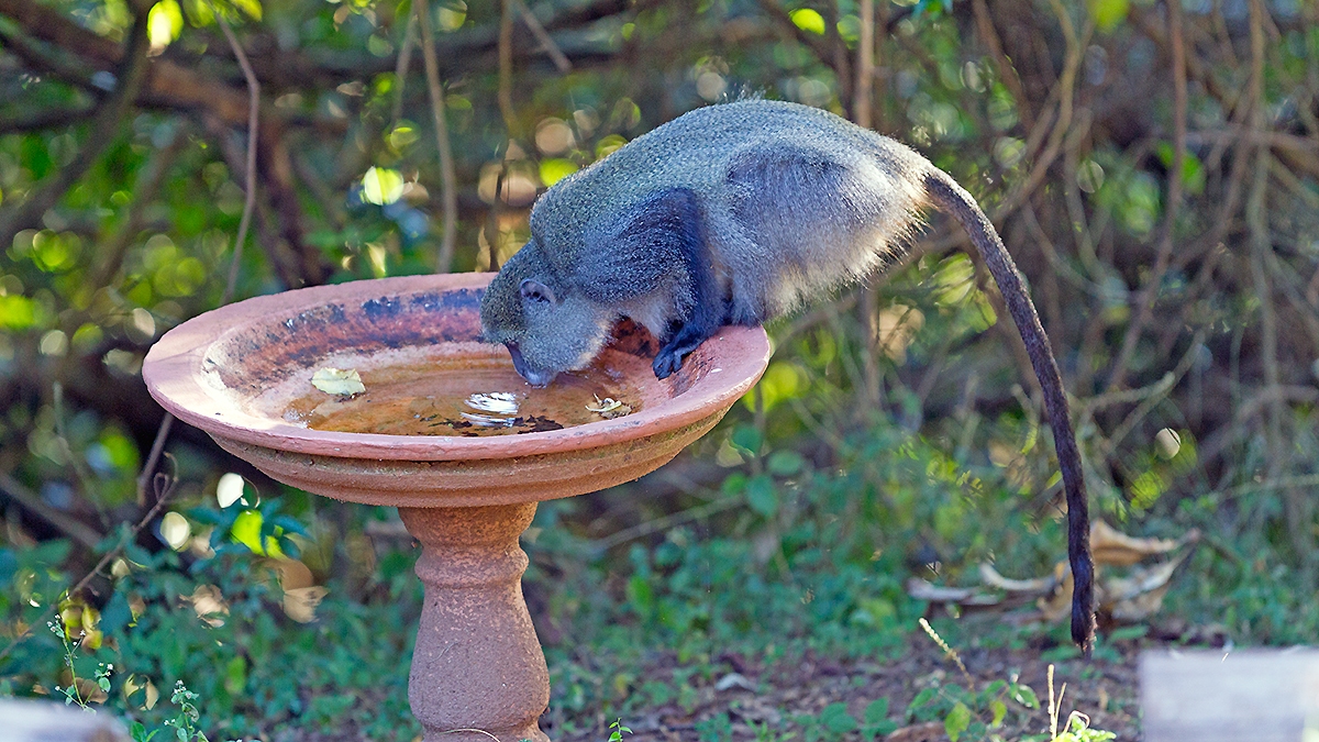 Blue Monkey [Cercopithecus mitis labiatus]
