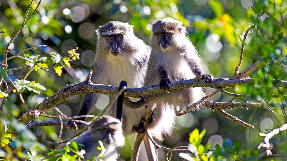 Blue Monkey [Cercopithecus mitis labiatus]
