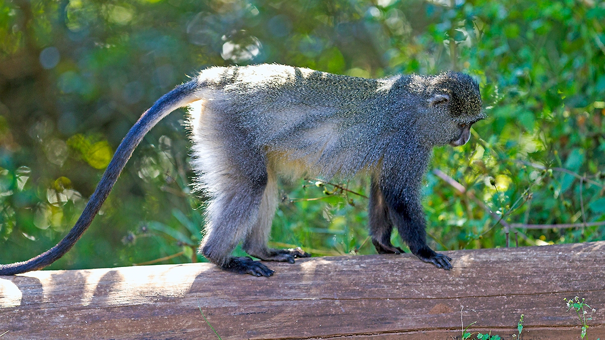 Blue Monkey [Cercopithecus mitis labiatus]