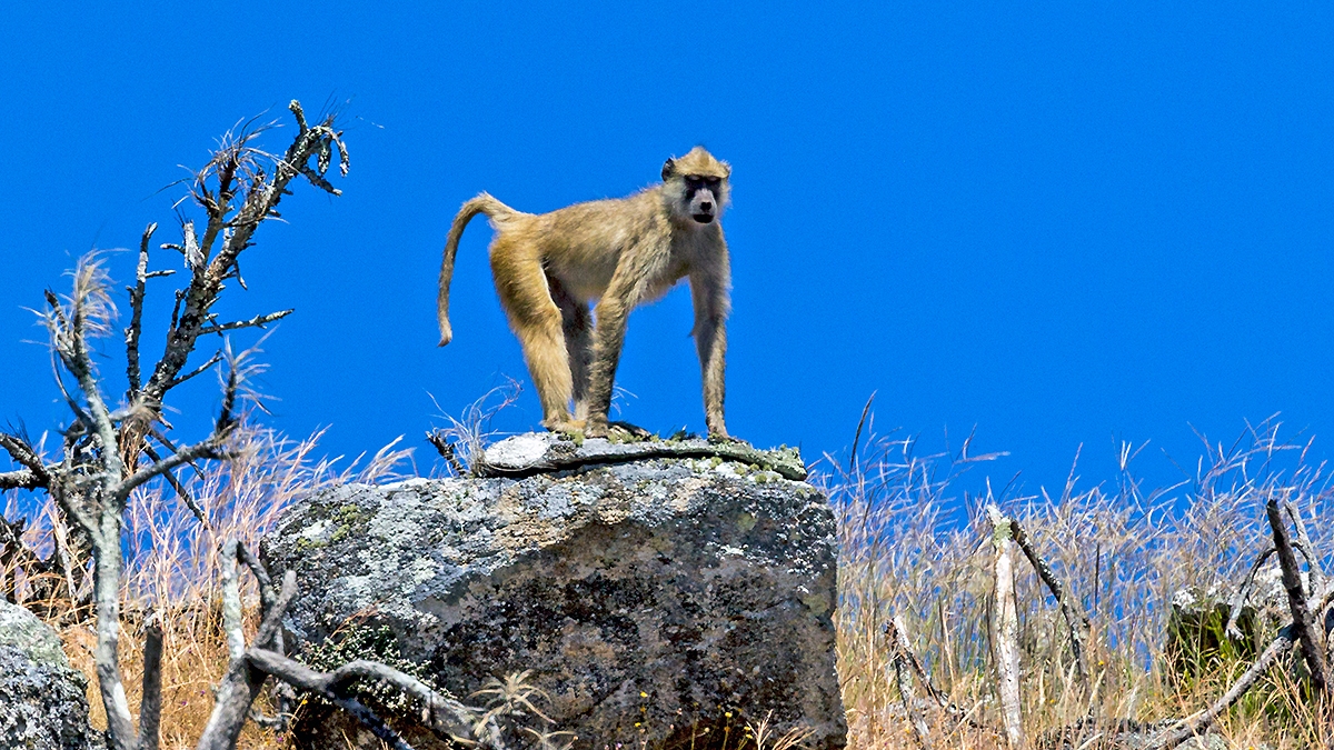 Yellow Baboon [Papio cynocephalus cynocephalus]