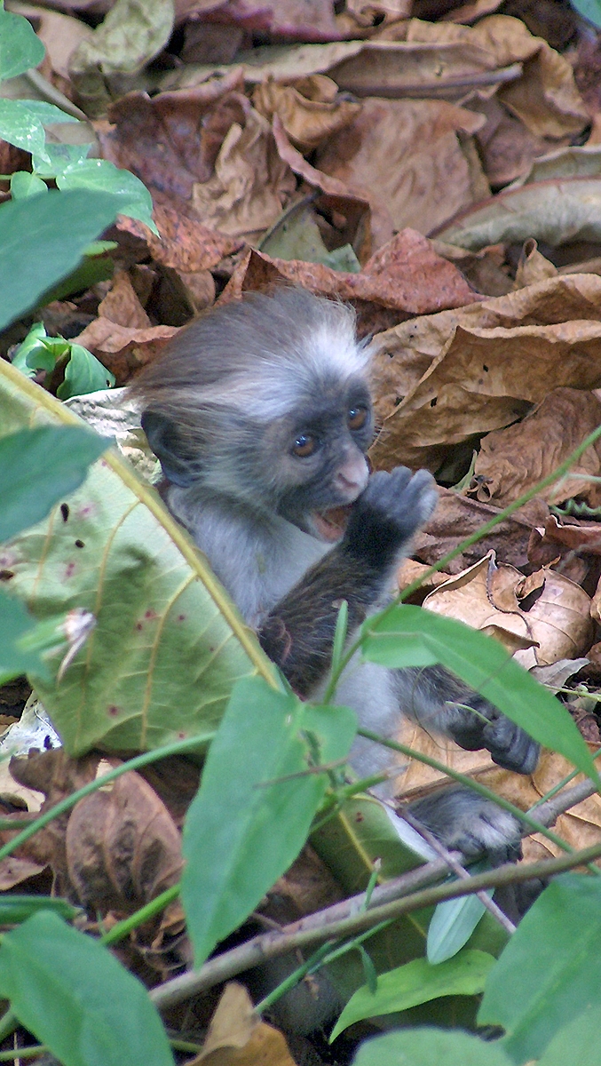 Zanzibar Red Colobus [Procolobus kirkii]