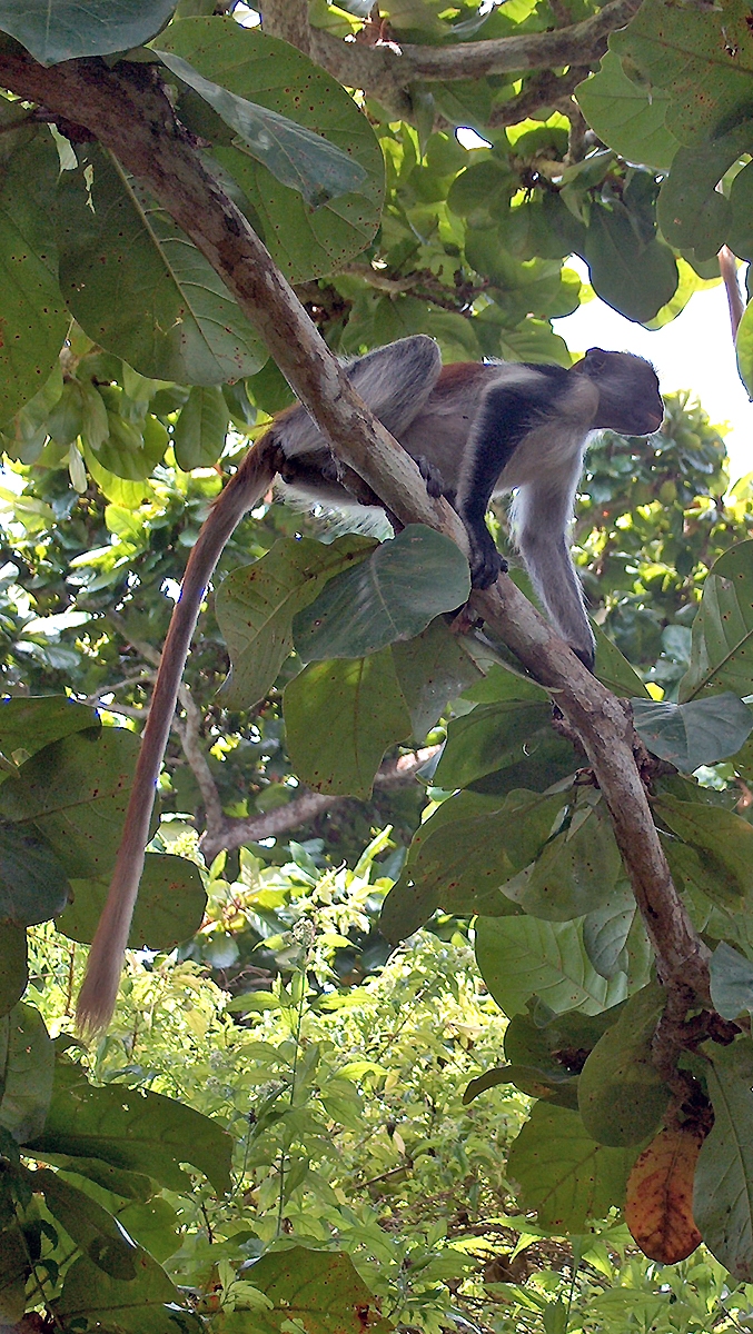 Zanzibar Red Colobus [Procolobus kirkii]