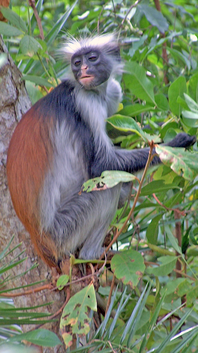 Zanzibar Red Colobus [Procolobus kirkii]