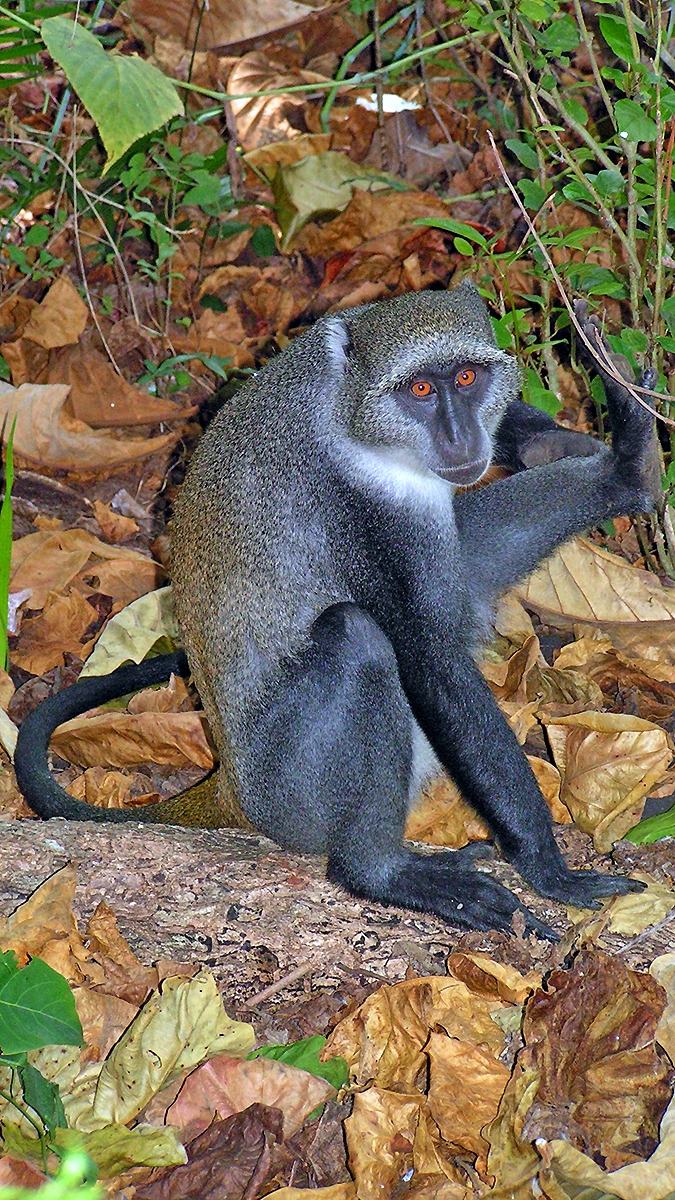 Blue Monkey [Cercopithecus mitis albogularis]