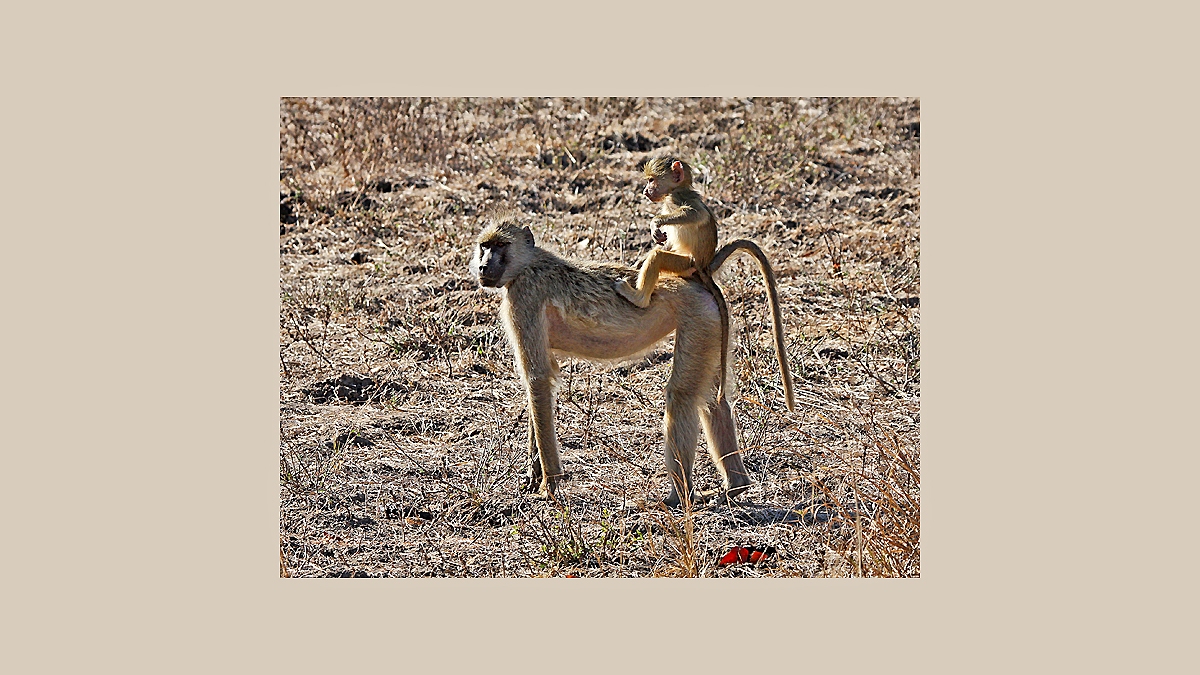 Yellow Baboon [Papio cynocephalus cynocephalus]