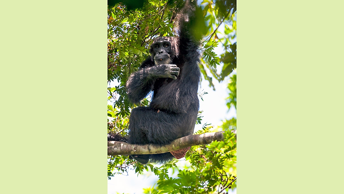 Common Chimpanzee [Pan troglodytes verus]
