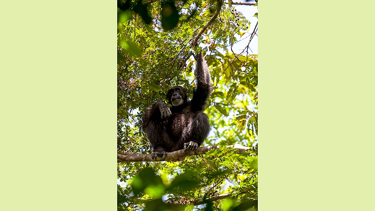 Common Chimpanzee [Pan troglodytes verus]