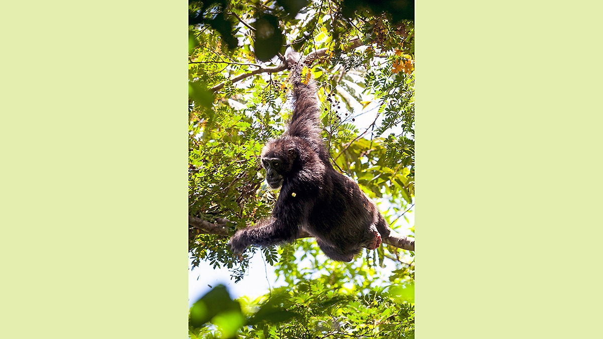 Common Chimpanzee [Pan troglodytes verus]