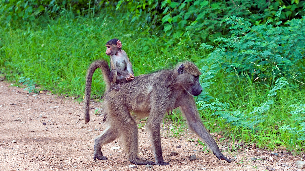 Chacma Baboon [Papio ursinus griseipes]
