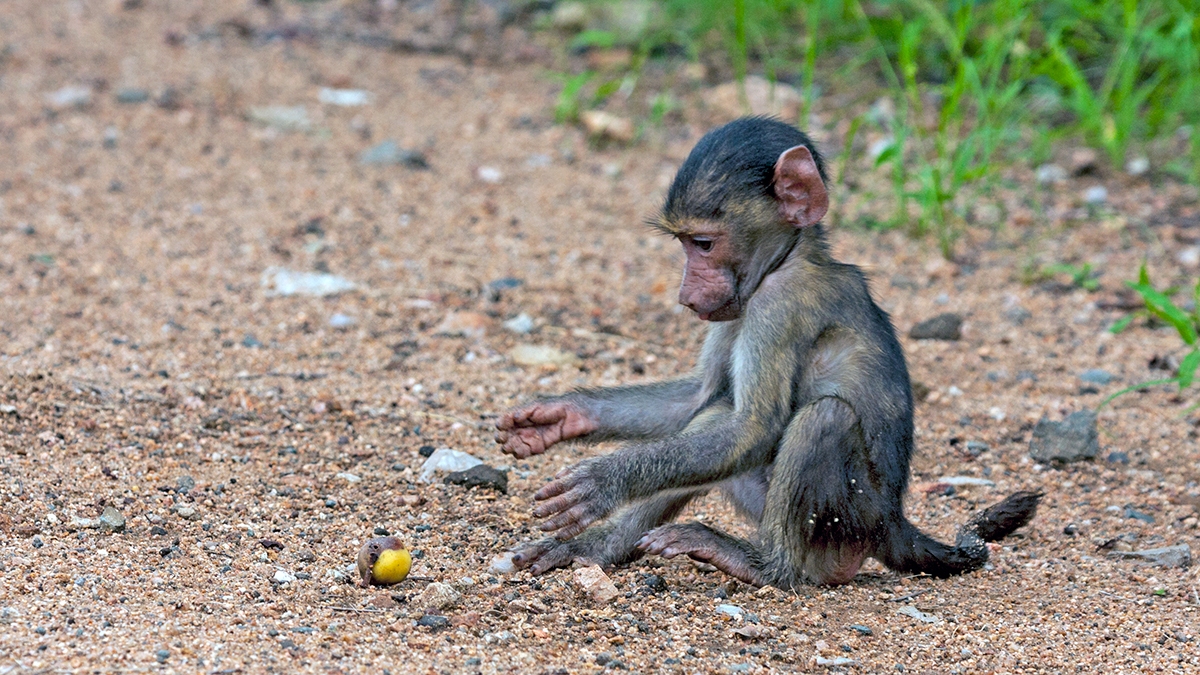 Chacma Baboon [Papio ursinus griseipes]
