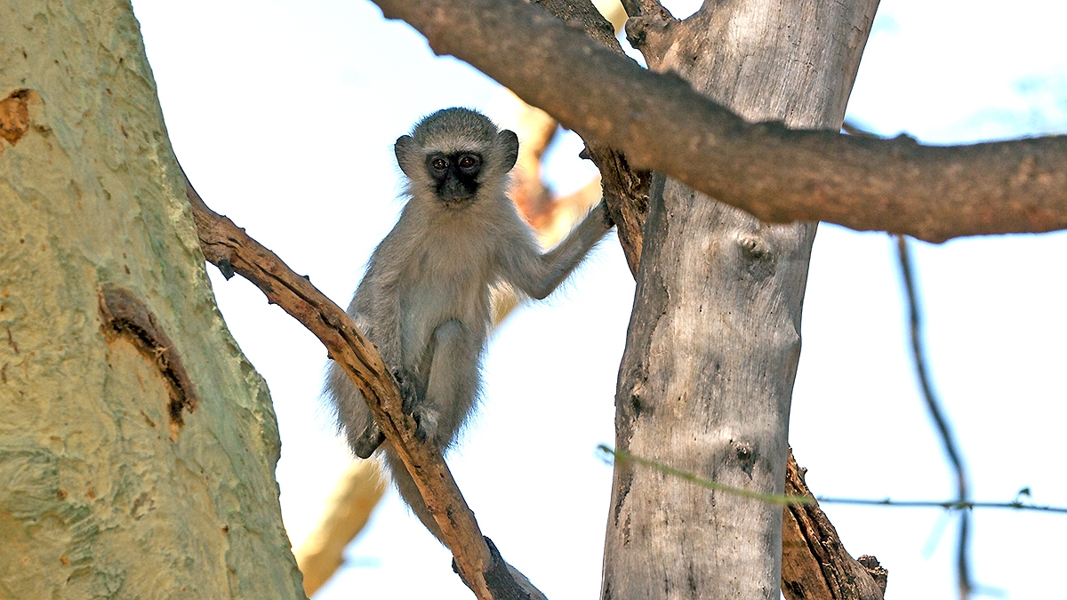 Vervet Monkey [Chlorocebus pygerythrus pygerythus]