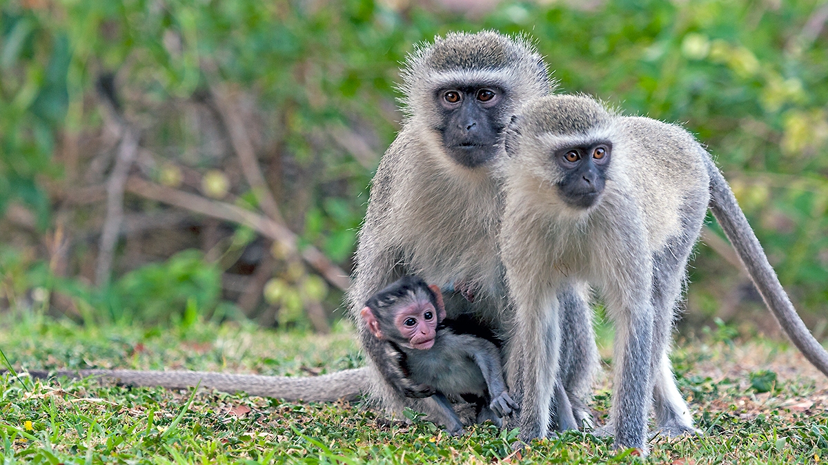 Vervet Monkey [Chlorocebus pygerythrus pygerythus]