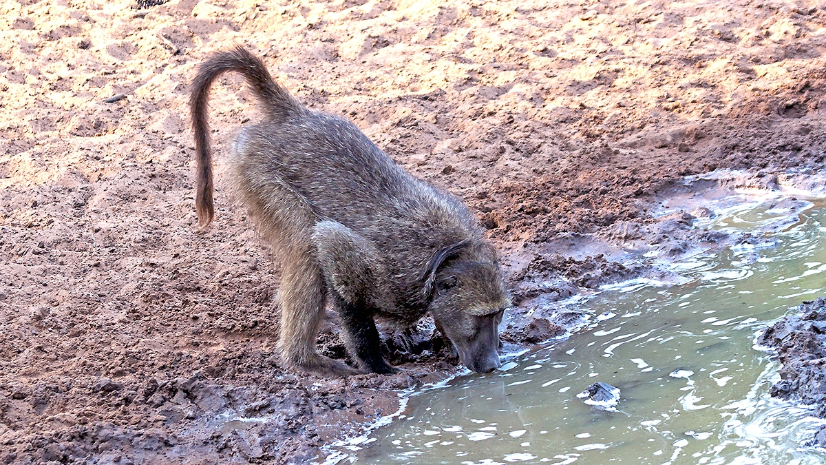Chacma Baboon [Papio ursinus griseipes]