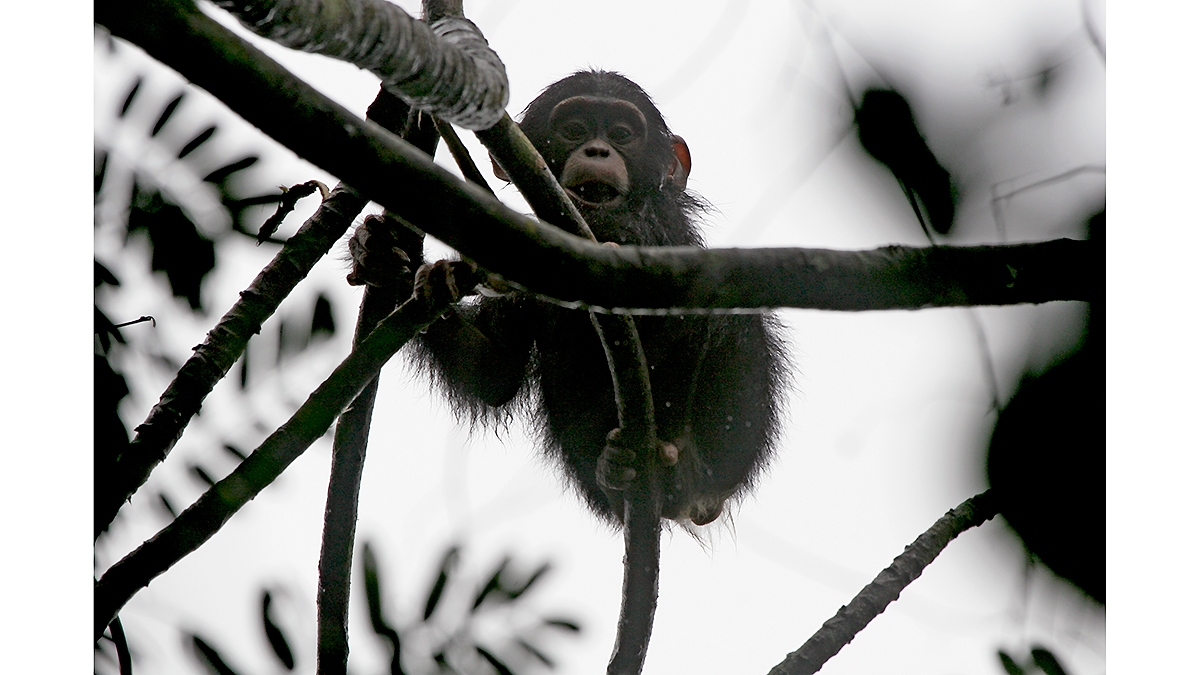 Common Chimpanzee [Pan troglodytes verus]
